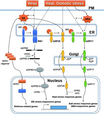 Endoplasmic Reticulum Plays a Critical Role in Integrating Signals Generated by Both Biotic and Abiotic Stress in Plants